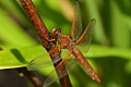 Red-veined Meadowhawk (Sympetrum madidum)