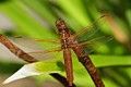 Red-veined Meadowhawk (Sympetrum madidum)