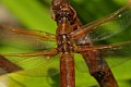 Red-veined Meadowhawk (Sympetrum madidum)