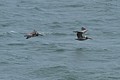 Brown pelicans