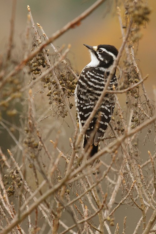 Nuttals Woodpecker (female)