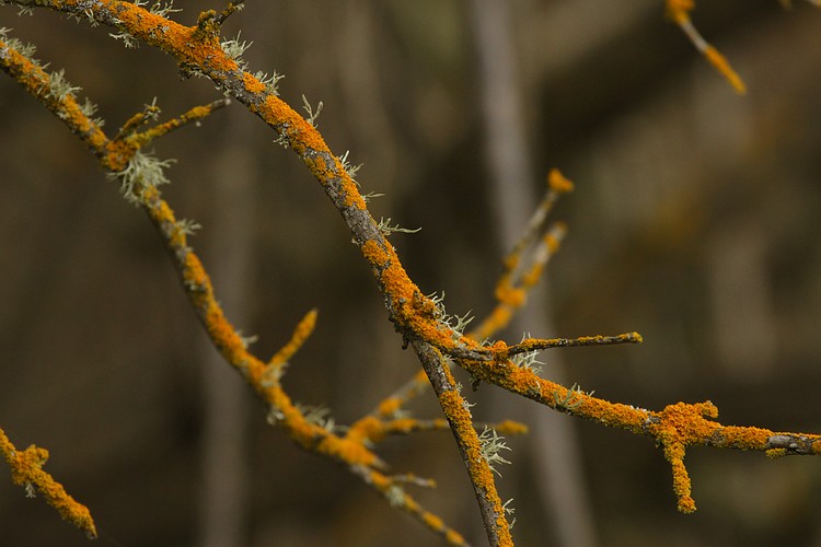 Lichen