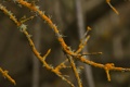 Lichen