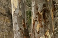 Eucalyptus bark