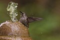 Hummingbird Bathing