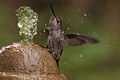 Hummingbird Bathing