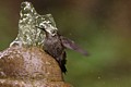Hummingbird Bathing