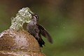 Hummingbird Bathing