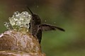Hummingbird Bathing