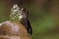 Hummingbird Bathing