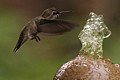 Hummingbird Bathing