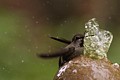Hummingbird Bathing