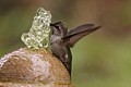 Hummingbird Bathing