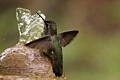 Hummingbird Bathing