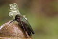 Hummingbird Bathing