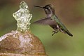 Hummingbird Bathing