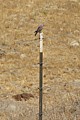 Western Bluebird