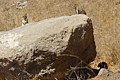 California ground squirrels