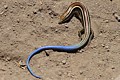 Western Skink