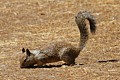 California ground squirrel