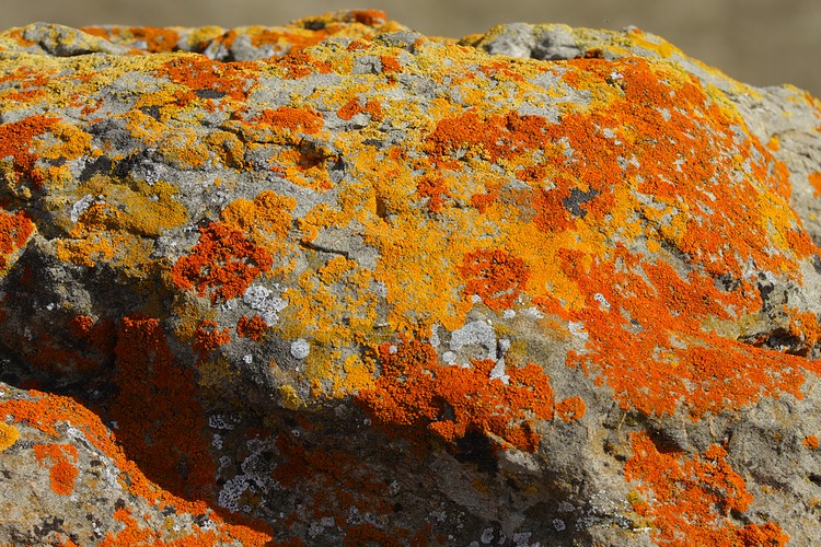 Lichen on rock