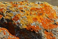 Lichen on rock