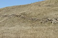 Ancient stone fence