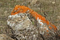 Lichen on rock