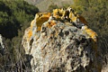 Lichen on rock