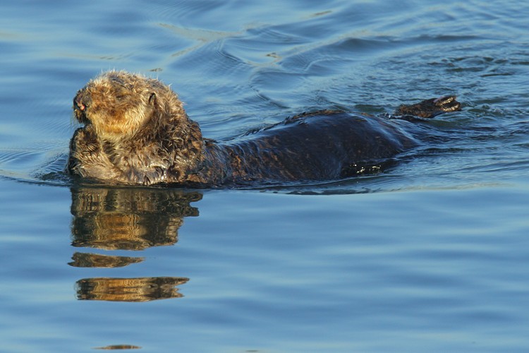 Swimming and grooming