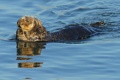 Swimming and grooming