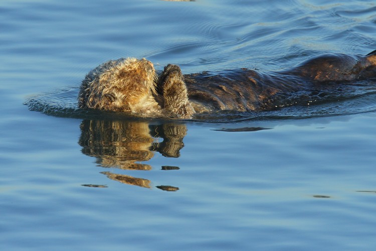 Swimming and grooming
