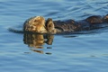 Swimming and grooming