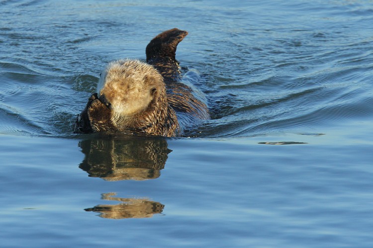 Swimming and grooming