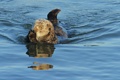 Swimming and grooming