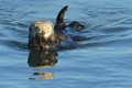 Swimming and grooming