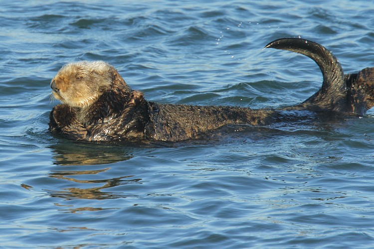 Swimming and grooming