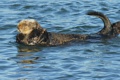 Swimming and grooming