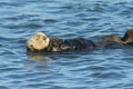 Swimming and grooming