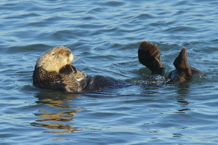 Swimming and grooming