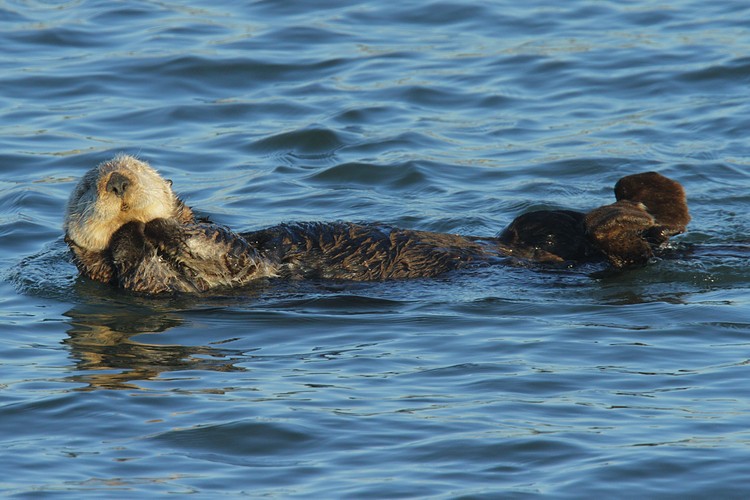 Swimming and grooming