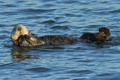 Swimming and grooming