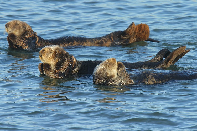 Swimming and grooming