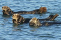 Swimming and grooming