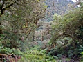 Routeburn Track - forest