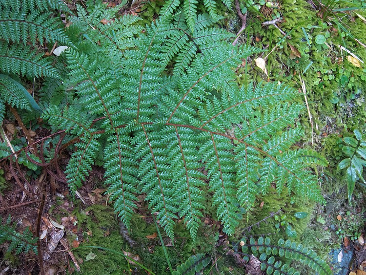 Fern