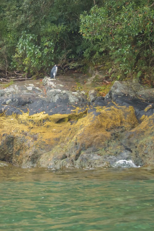 Fiordland Crested Penguin