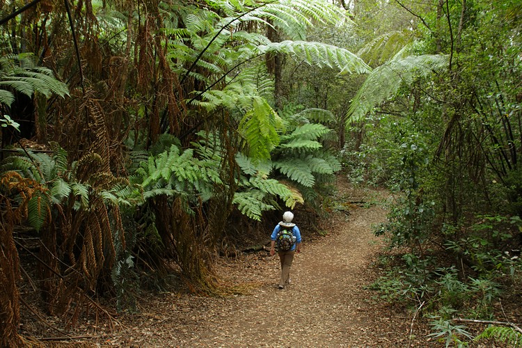 Rangitoto Summit Track
