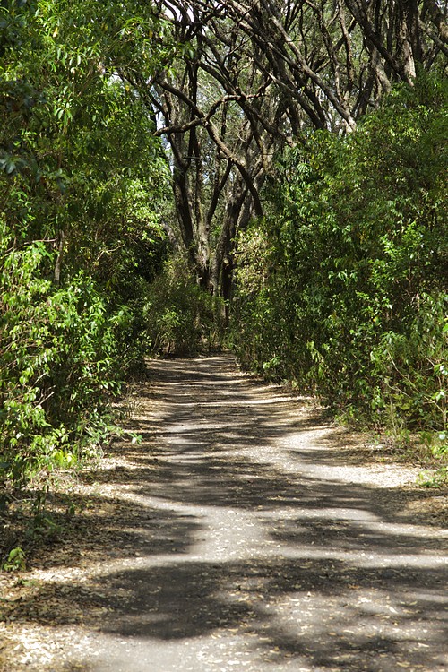 Rangitoto Island
