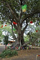 Chinese Lantern Festival in Albert Park